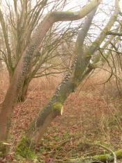 random cutting makes trees unstable